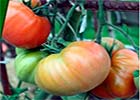 Уникальный способ полива томатов. Итоги первого применения