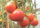 "Варёные" помидоры 
