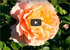 Посадка роз в сентябре/ Как правильно сделать розарий