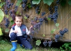 Пришла пора узнать, как проводить летнюю обрезку винограда