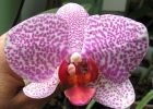 Сказочная орхидея дома