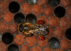 Пчёлы используют прополис, чтобы отбиться от грибка