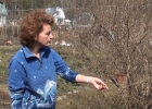Видео обрезка кустарников весной часть 3