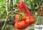 Еще раз о фитофторозе томатов