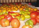 Сорта томатов, которые долго хранятся