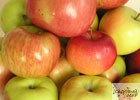 Как сохранить яблоки
