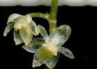 Самая маленькая орхидея в мире