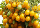 Разноцветные перцы и томаты: цветотерапия для дачника