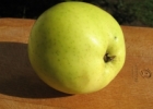 Сорта яблок для средней полосы России