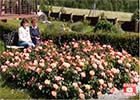 Королевские клумбы из роз в вашем саду!