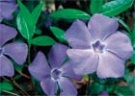 Барвинок - скромный синий цветочек 