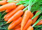 Семена моркови!