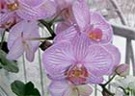Как спасти орхидею
