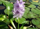 Эйхорния, или водяной гиацинт. «Пылесос» для пруда