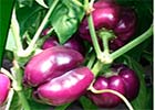 Cупер-урожайный перец - секреты выращивания. Советы эксперта