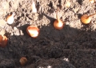 Видео Как правильно посадить луковичные культуры - тюльпаны