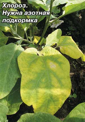 Хлороз листьев баклажан фото и описание