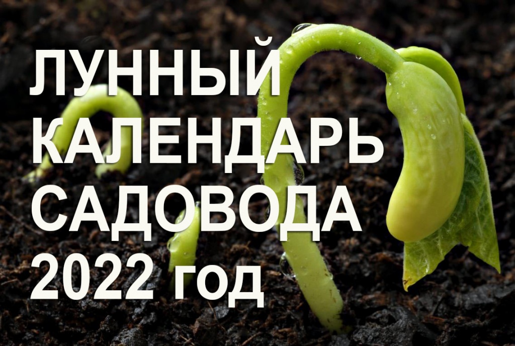 Лунный календарь посадки 2020. Лунный календарь посадок. Показать лунный календарь посадки рассады. Лунный посевной календарь 23 год.таблицы. Лунный календарь посева на 2023 год