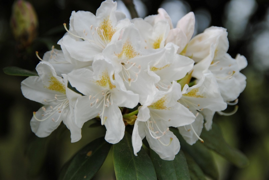 rhododendron_cunninghams_white_9.jpg