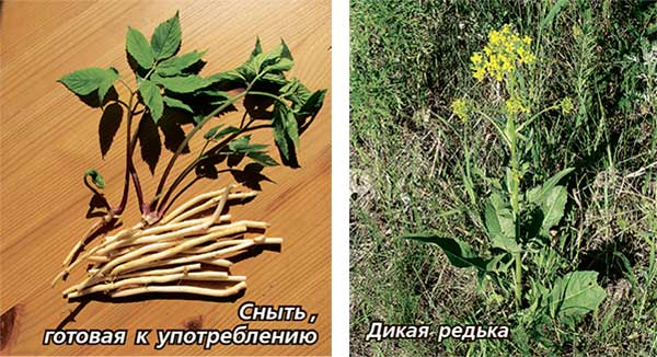 Шкерда съедобное растение фото и описание