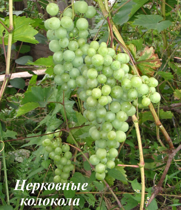 Прививка винограда для нижегородской области thumbnail