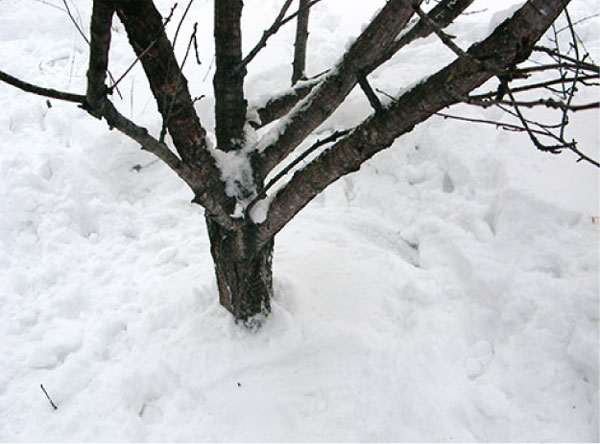 Нужно ли утаптывать снег вокруг деревьев – аргументы за и против [Сад sad]