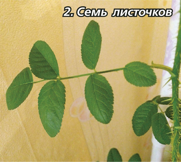 Как отличить розы от шиповника по листьям фото