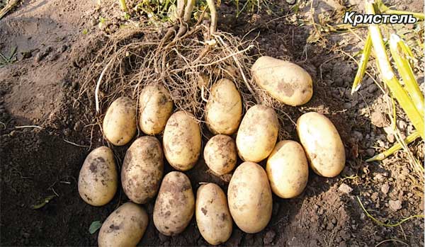 Что выращиваем - картофель или \